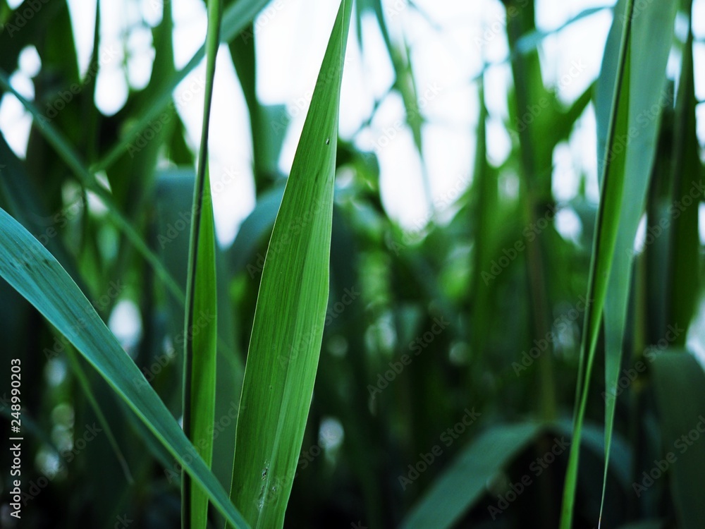 Close up fresh spring green grass, Shallow depth of field. Close up fresh spring green grass, Shallow depth of field.