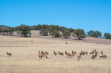 Emu Mob, Alligator Gorge, South Australia