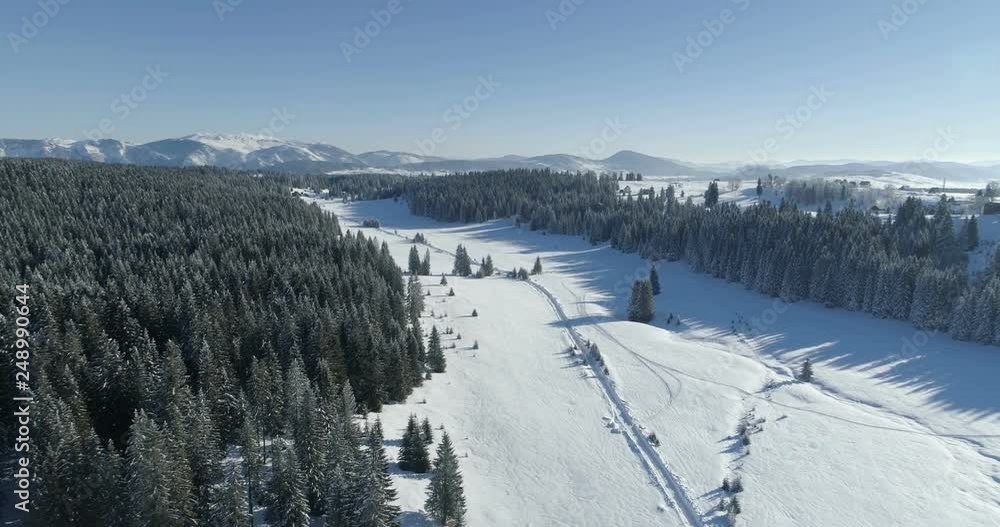 aerial view of the snow-covered spruce forest aerial view of the snow-covered spruce forest