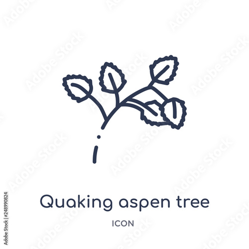quaking aspen tree icon from nature outline collection. Thin line quaking aspen tree icon isolated on white background.