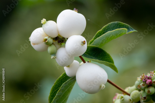 Closeup of white fruits of snowberry in autumn