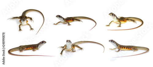 Group of butterfly agama lizard (Leiolepis Cuvier) isolated on a white background. Reptile. Animal.