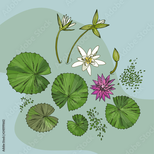Set of pond elements water lilies leaves and flowers