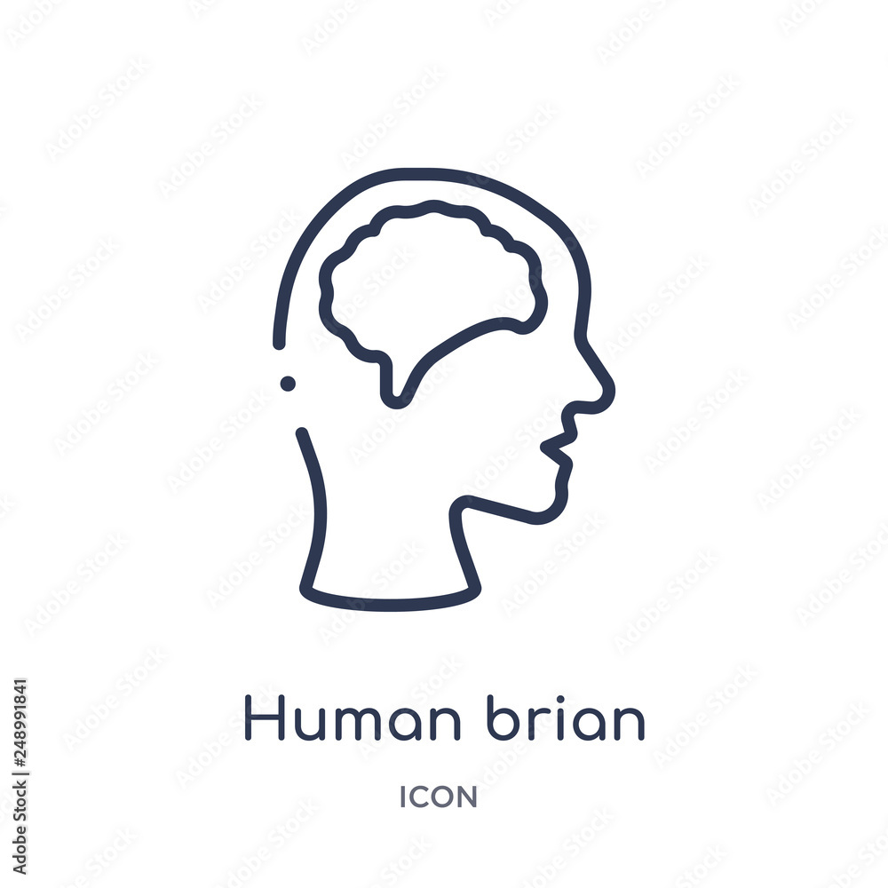 human brian icon from nature outline collection. Thin line human brian icon isolated on white background. human brian icon from nature outline collection. Thin line human brian icon isolated on white background.