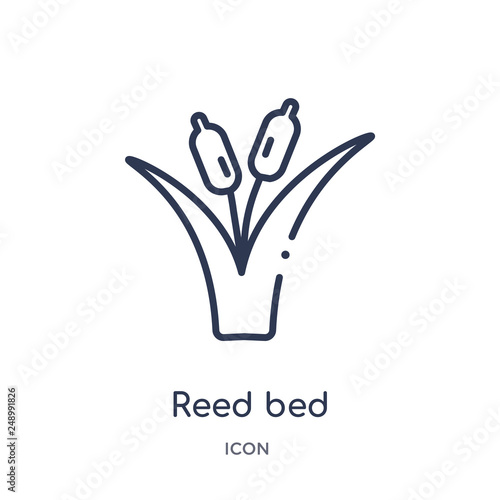 reed bed icon from nature outline collection. Thin line reed bed icon isolated on white background.