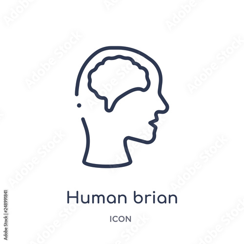 human brian icon from nature outline collection. Thin line human brian icon isolated on white background. photo