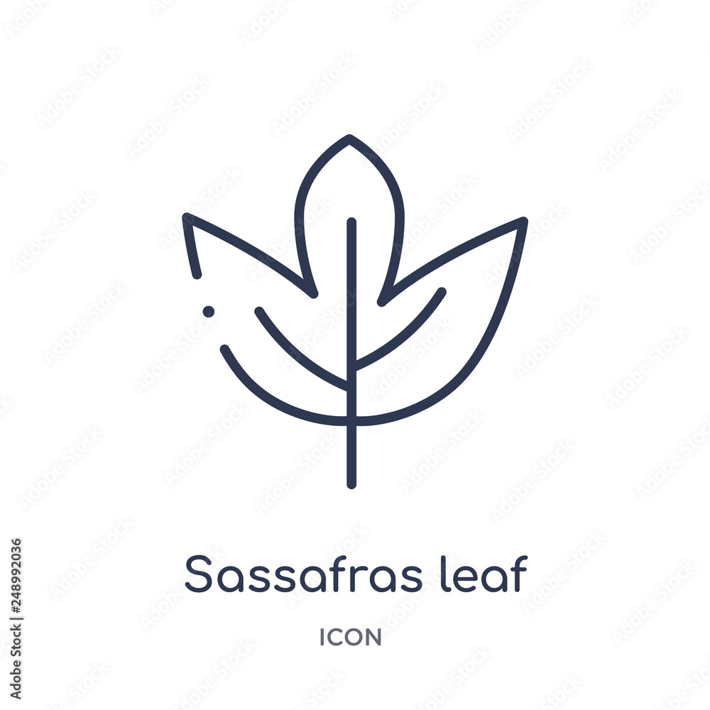 sassafras leaf icon from nature outline collection. Thin line sassafras leaf icon isolated on white background.