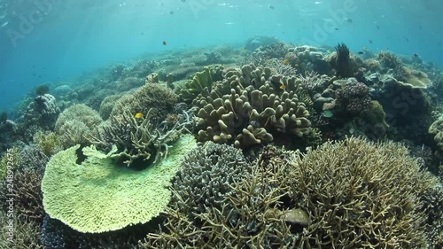 Wallpaper Mural Biodiverse Coral Reef in Raja Ampat, Indonesia. Torontodigital.ca