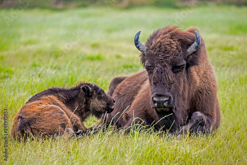 An adult Bison lies in grass with her baby.