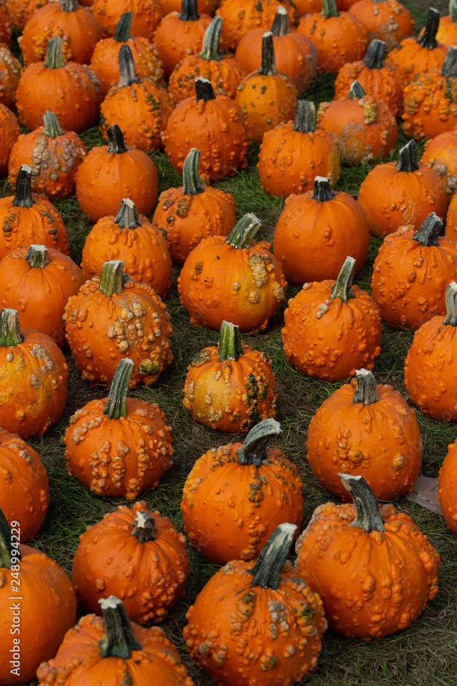 Obraz premium pumpkins in a row