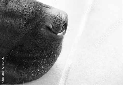 Cuadro en lienzo Details of a Labrador’s Nose