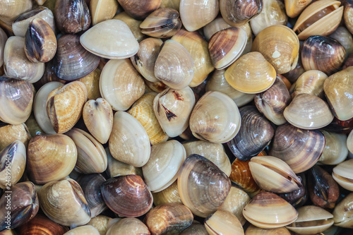 Fresh enamel venus shell (Meretrix lyrata) for sale at the seafood market. Meretrix is a genus of edible saltwater clams, marine bivalve molluscs in the family Veneridae, the Venus clams.