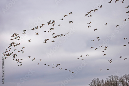 A flock of Sandhill Cranes flying in the sky. © bettys4240