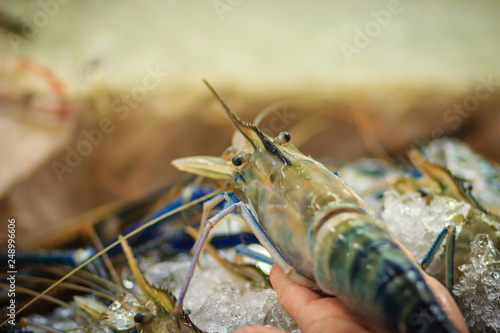 Extra large size of giant malaysian prawn (Macrobrachium rosenbergii) also known as the giant river prawn or giant freshwater prawn, is a commercially important species of palaemonid freshwater prawn
