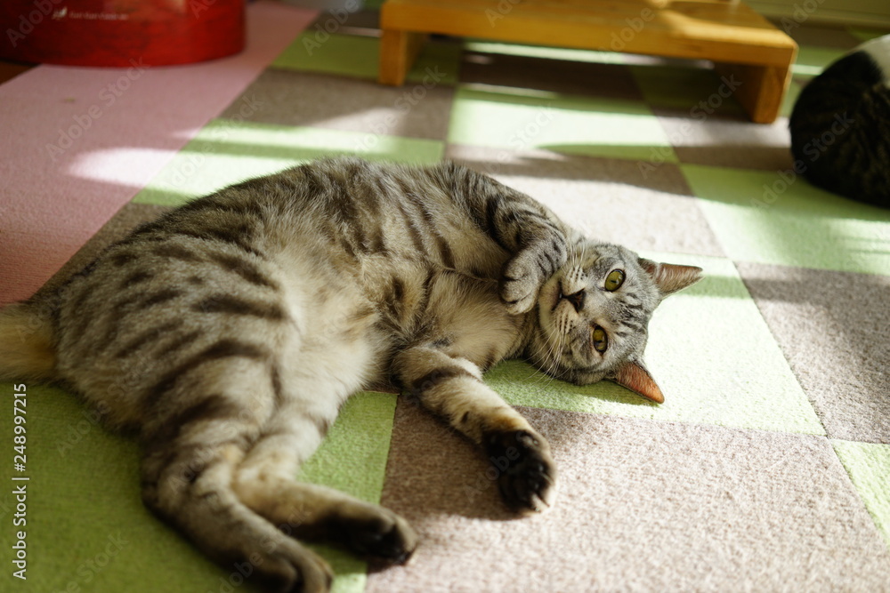 床で寝転ぶ猫 Stock Photo | Adobe Stock