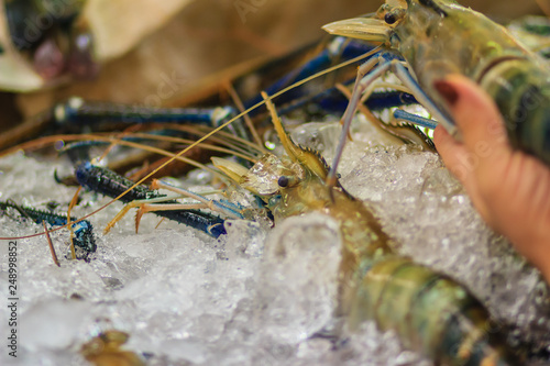 Extra large size of giant malaysian prawn (Macrobrachium rosenbergii) also known as the giant river prawn or giant freshwater prawn, is a commercially important species of palaemonid freshwater prawn photo