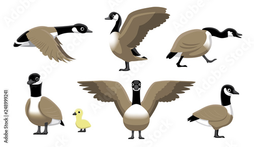 Canada Goose Flying Cartoon Vector Illustration