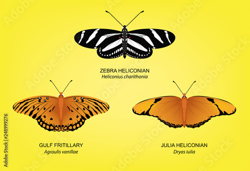 Butterfly Zebra Heliconian Set Vector Illustration photo