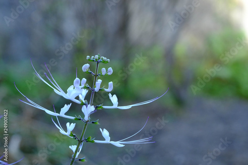 Close up of White Cat's Whiskers flower of Orthosiphon aristatus with green leaves background.Orthosiphon aristatus is a medicinal herb known as cat's whiskers. photo