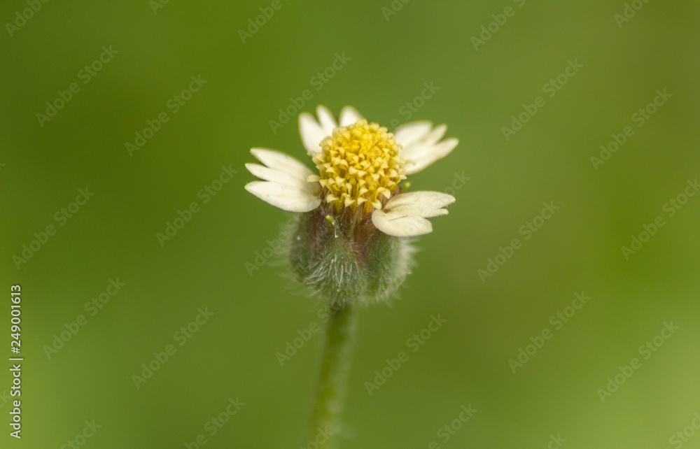 Flower Flower