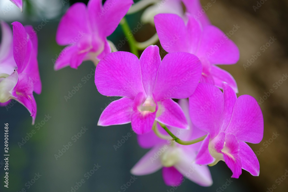 Close up of Deep Pink Phalaenopsis or Moth dendrobium Orchid flower.agriculture idea concept design with copy space add text. Close up of Deep Pink Phalaenopsis or Moth dendrobium Orchid flower.agriculture idea concept design with copy space add text.