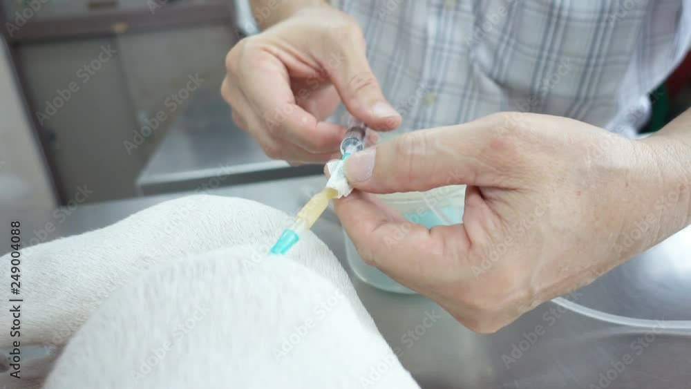 Dog get sick , doctor giving saline intravenous (iv) on the back Dog get sick , doctor giving saline intravenous (iv) on the back