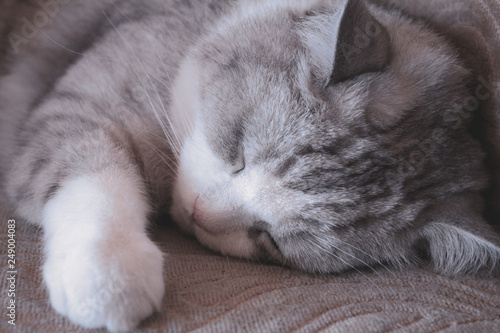 Face close up of sleeping cute fluffy grey cat.