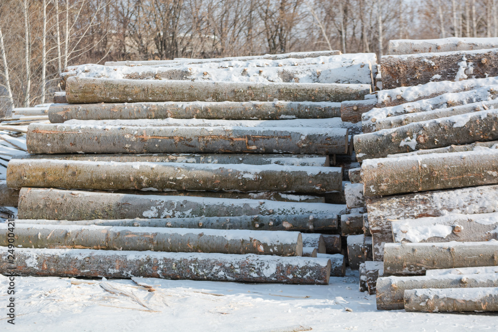 Cut trees in piles in winter. Many tree trunks lying. Treating trees. Cut trees in piles in winter. Many tree trunks lying. Treating trees.