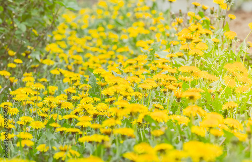 Fototapeta Naklejka Na Ścianę i Meble -  Yellow dandelions meadow background. Toned, Day time.