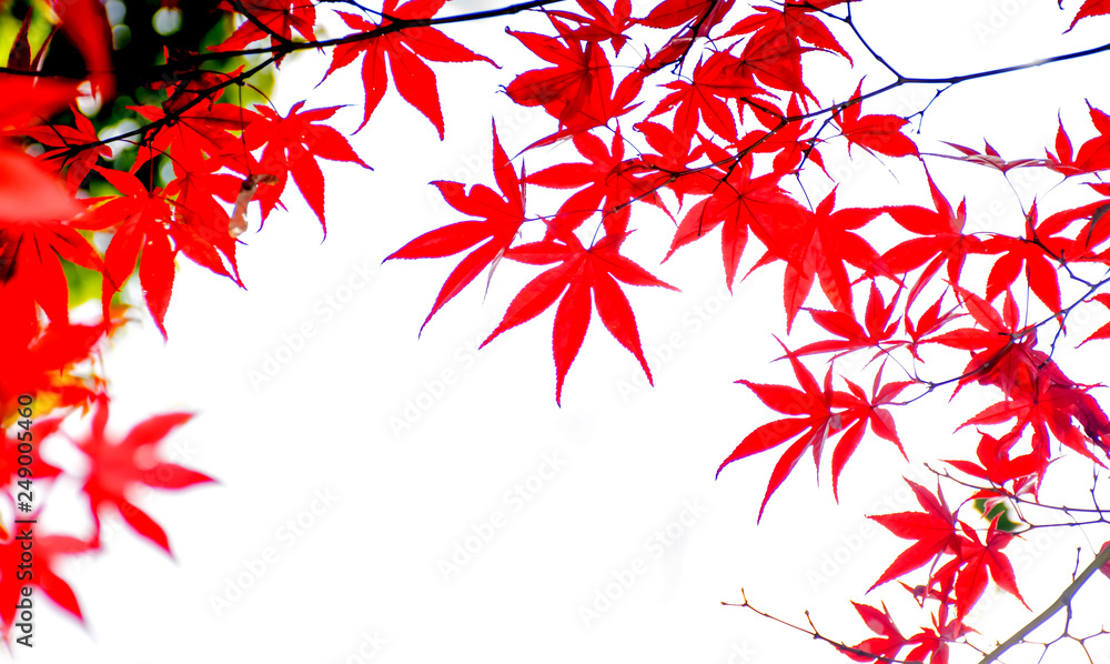 Red maple leaves on autumn season isolated on white background in Japan Red maple leaves on autumn season isolated on white background in Japan
