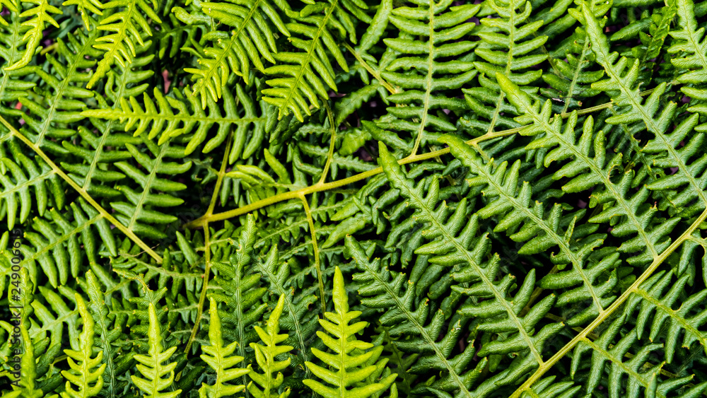 leafs of fern