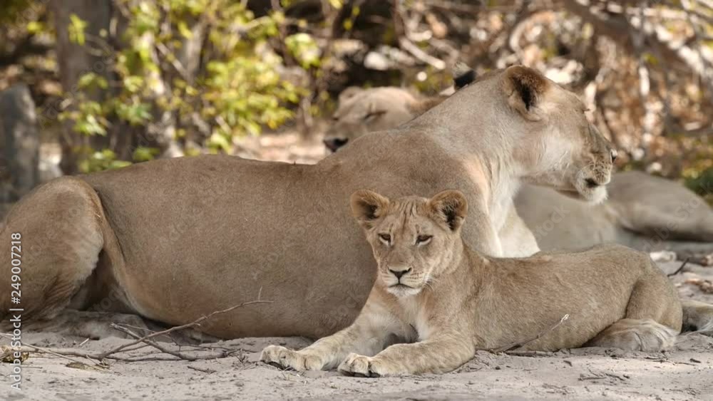 Pride of lions, Chobe National Park, Botswana, slow-motion Pride of lions, Chobe National Park, Botswana, slow-motion
