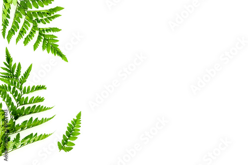 Fern leaves on white background top view border copy space. Spring background