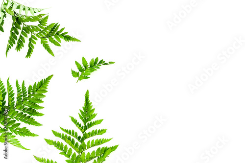 Fern leaves on white background top view border space for text. Spring background © 9dreamstudio