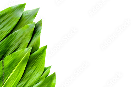 Big green leaves border on white background top view. Spring background copy space
