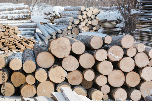 Cut trees in piles in winter. Many tree trunks lying. Treating trees.