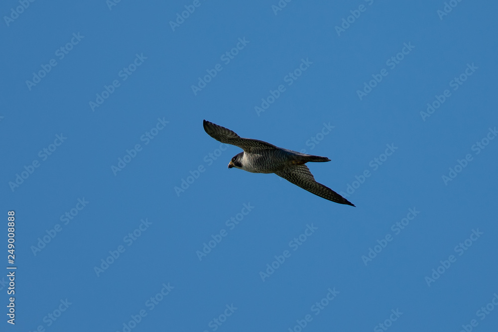 Obraz premium Close view of a Peregrine Falcon flying, seen in the wild near the San Francisco Bay