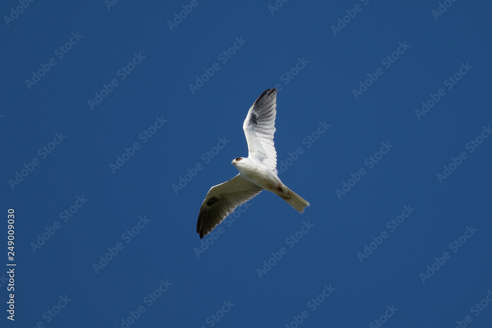 Obraz premium The very beautiful shape of a white-tailed kite flying in the wild