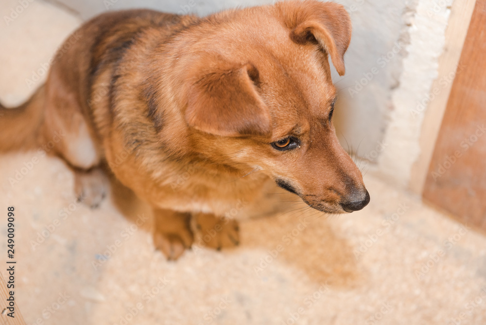 Red dog sitting in sawdust. Pet. The dog is indoors. Red wool. Black dog nose. Red dog sitting in sawdust. Pet. The dog is indoors. Red wool. Black dog nose.