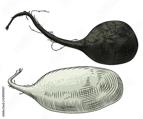 Useful vegetables. Two radish, black and white on a white background. Detailed drawing by hand.