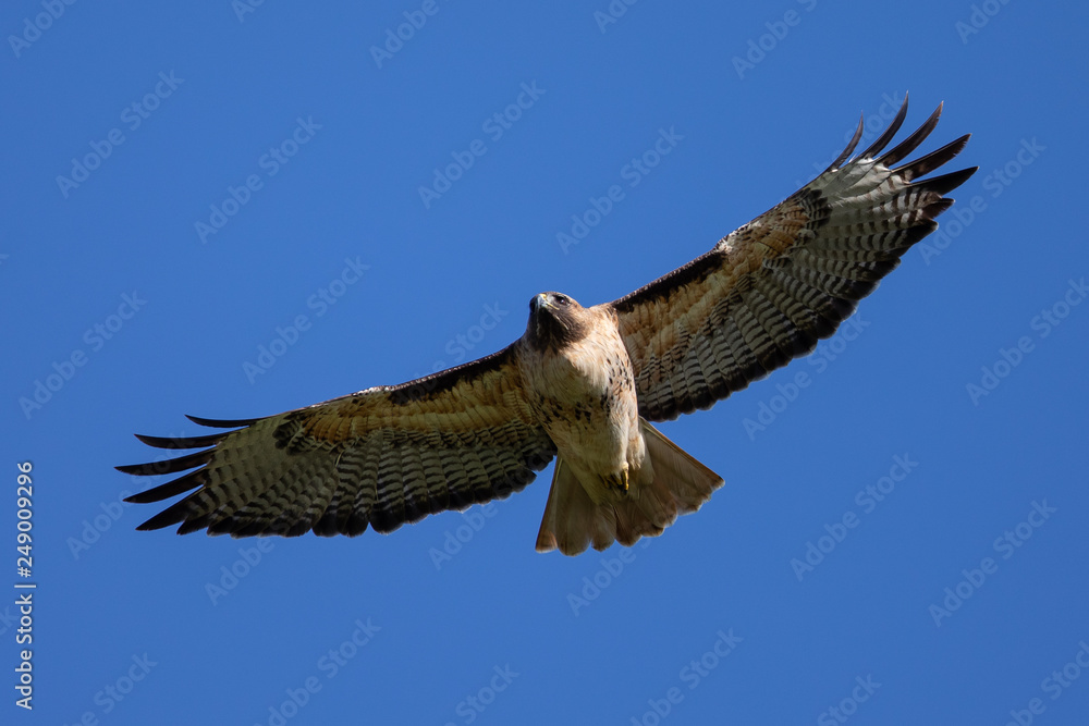 Fototapeta premium Very close view of a red-tailed hawk flying, seen in the wild in North California