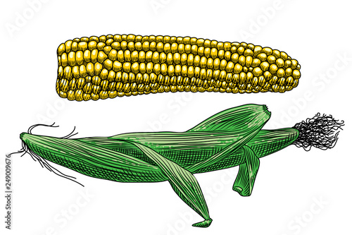 Useful vegetables. Two cobs of corn on a white background. One cob with leaves, the other peeled. Detailed drawing by hand.