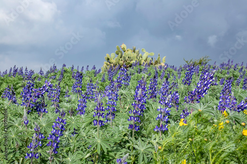 A field of blooming lupins and sabr cacti against a stormy sky. Landscape