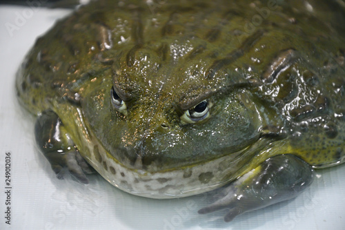 Water frog or Toad-Bull (Pyxicephalus abspersus) photo