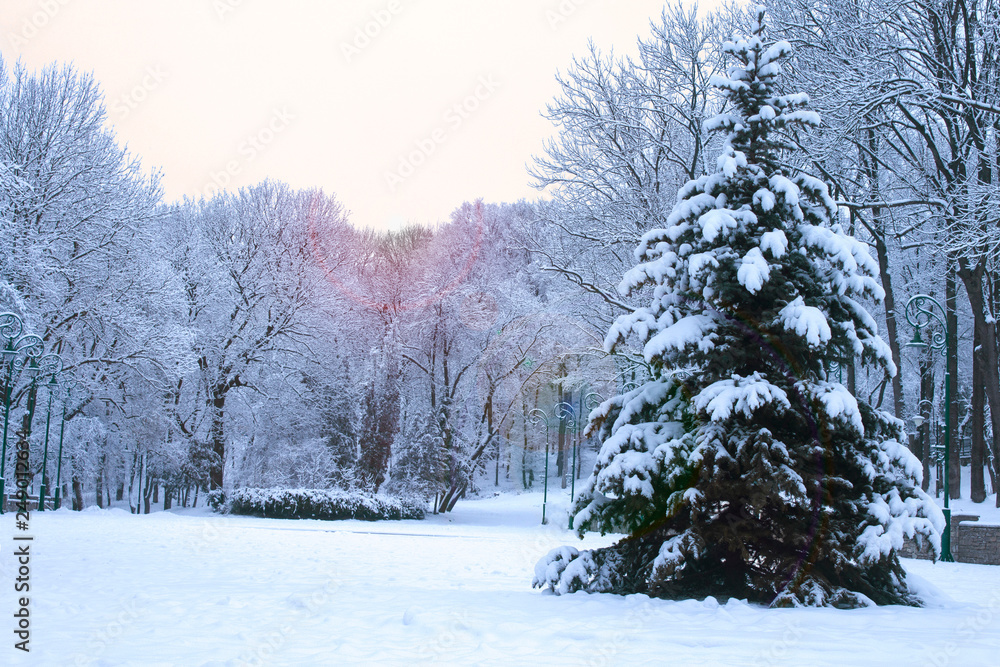 Fototapeta premium big tree in winter in the park in the evening