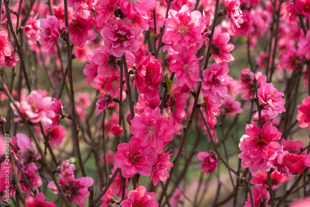 Peach flowers in the garden in blossoming time Peach flowers in the garden in blossoming time