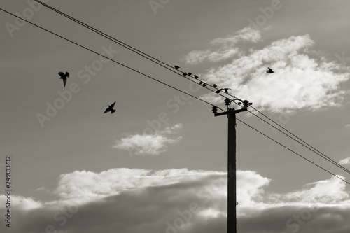 birds sit on the wires. starlings fly around the post with wires