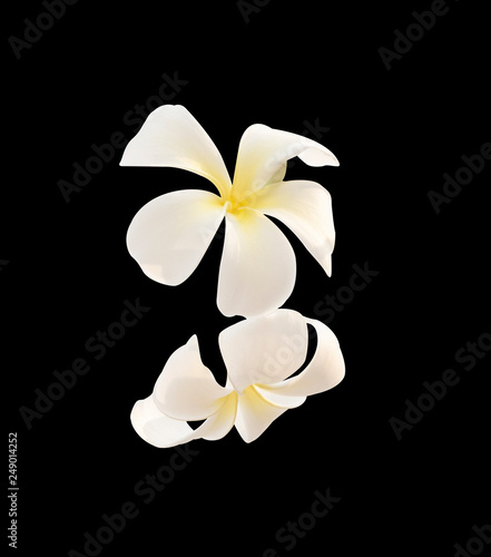 frangipani flower isolated on  background