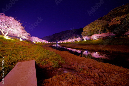  Night sakura Cherryblossom  with lights  Minami Izu  Izu Penisula  Shizuoka  Japan