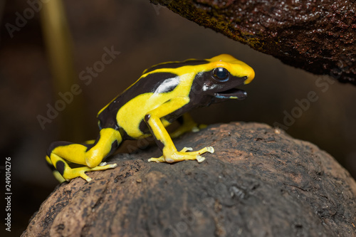 Dyeing poison dart frog in the jungle